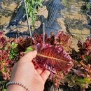 해밀계곡농장 이미지