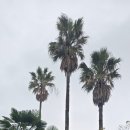 중산간동로 | 제주 성산일출봉 근처 가볼 만한 곳, 일출랜드 미천굴+족욕 카페 후기