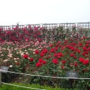 조선대학교 장미원 이미지