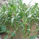 하천리-1 이미지