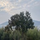 여수 장도(웅천),망마산(애기동백) or 고락산 부채산 이미지