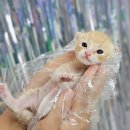 삼호로-2 이미지