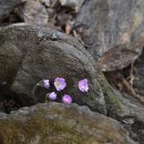 매혹적인 꽃향기 속에서(427) – 노루귀(안양 수리산) 이미지