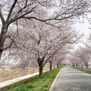 한내로 | 벚꽃시즌을 위한 전주 명소 스팟 추천 2 ) 전주천 한내로 벚꽃길 후기(주차장소 꿀팁)