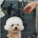 솜뭉치 이미지