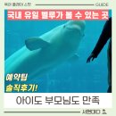 벨루가 | 거제씨월드 벨루가｜4살 아이랑 다녀온 후기 + 할인방법 총정리