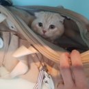 냥냥미장원 이미지