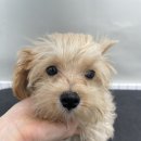 허니모모 애견미용실 이미지