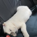 진도개영농조합 이미지