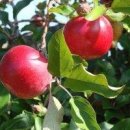 사과나무 이미지