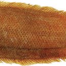 서대마을 이미지