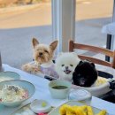 강아지 마을 | 강릉 애견동반 식당 바다마을 횟집 기찻길 감성 강아지 데리고 방문 후기