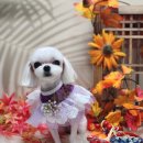 꿈꾸는 강아지 이미지