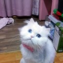 아이엠캣 이미지