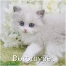 용선농장 | 국우동고양이분양 고급스럽게 생긴 귀염둥이 랙돌