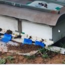 초강농장3 이미지