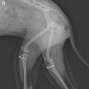 가온동물의료센터 이미지