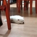 꾸숑 이미지
