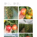 숙희농장 네이버블로그