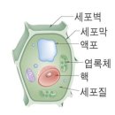 메르스 건강식품(즙)으로 이겨내자 / 안전대장 이미지