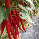 오가네농장 이미지