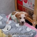 유독이쁨 Daum카페