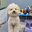 그루밍베베 | 강아지 전체미용,클리퍼미용,스포팅,귀툭컷,테디베어컷,하남 미사 강동 남양주 구리 그루밍베베 애견미용실