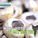 양송이 카카오 검색결과