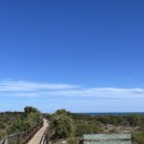 주야농장 | 호주 퍼스 3-2탄 ｜퍼스 근교 여행 1등 피나클스 투어 / 무어리버 / 란셀린 모래사막 / 피나클스 사막