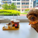 누닝 | 인천 청라 누닝 펫푸드 카페 애견동반 퍼푸치노 맛집이죠