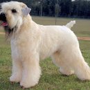 애견백과 - 소프트 코티드 휘튼 테리어 (Soft Coated Wheaten Terrier) 이미지