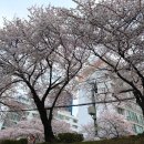 모모커피 - 안산시 상록구 한양대학1길 1 | 모모스커피 본점 모모스런 후기, 부산 온천천 벚꽃 러닝 기록