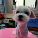 하꾸나마루다 이미지