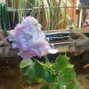 블랑카
