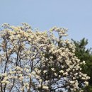 고색초등학교 앞 이미지