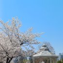 호수체육관 | 부천 데이트 코스 상동호수공원 벚꽃 산책 후기