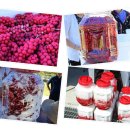 거창오미자영농조합법인 이미지