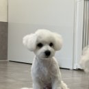 헬로우 그루밍 이미지