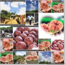 호남선 농장 이미지