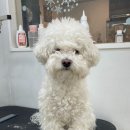 Re Pet 애견샵 이미지