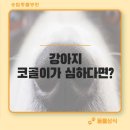 도원동물병원 네이버블로그