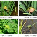 청개구리