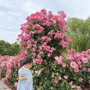 합천커피체험 | 22개월 아기와 합천 거창 당일치기 여행, 창포원 꽃구경 후기