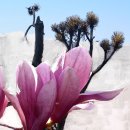 고스트 | 연예인 향수 추천 바이레도 모하비 고스트 후기