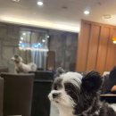 쉐누 | 애견동반 호텔뷔페, 소노펫 맛집 셰프스키친&amp;쉐누 석식 디너후기!