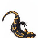 이구아나 이미지