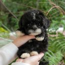 남양주 애견샵 | 남양주애견분양 신뢰가는 애견샵