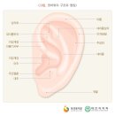 한 귀의 귓바퀴의 대부분이 결손된 때 [지급률:10%](2018년 4월 1일 이후 지급률과 장해판정기준) 이미지