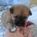 똥강아지 이미지