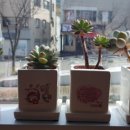 유가네닭갈비밀양점 이미지